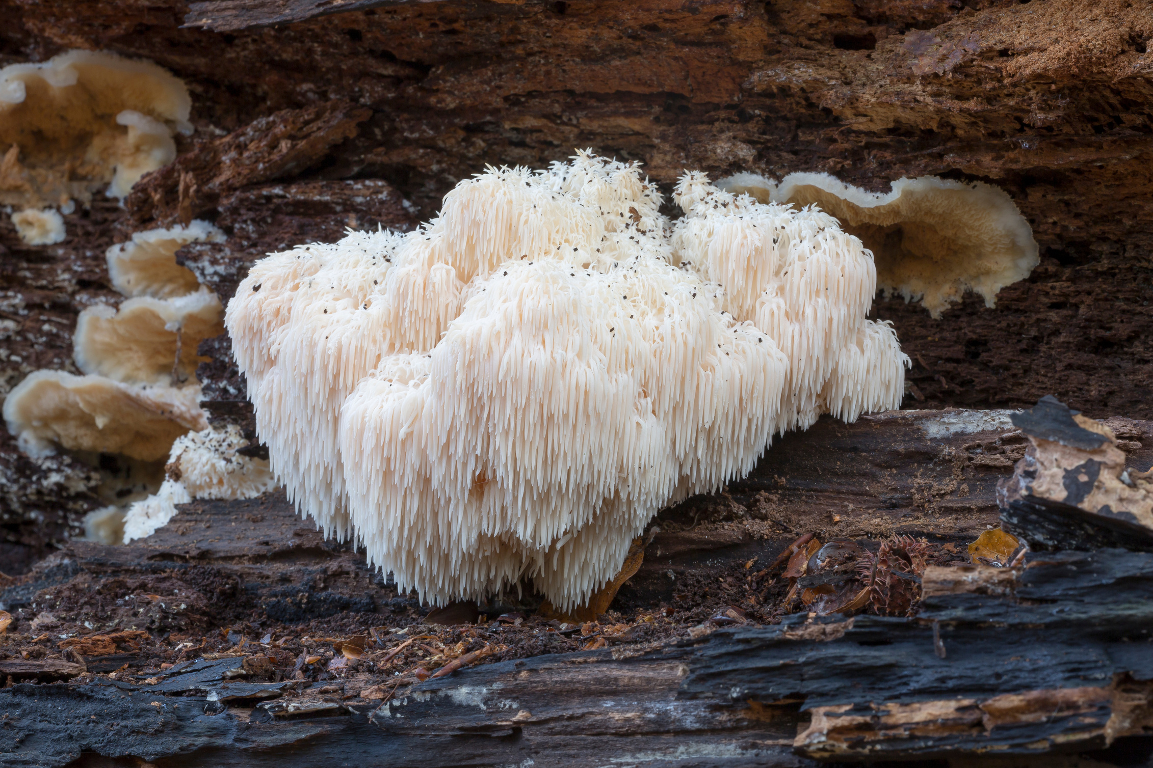 Rare Lion's Mane Mushroom (Hericium erinaceus)